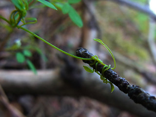 Ceratocapnos claviculata ssp. claviculata