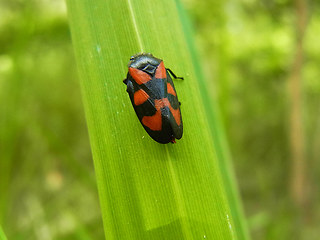 Cercopis vulnerata