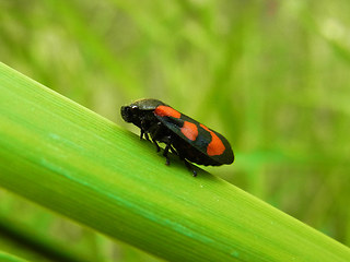 Cercopis vulnerata