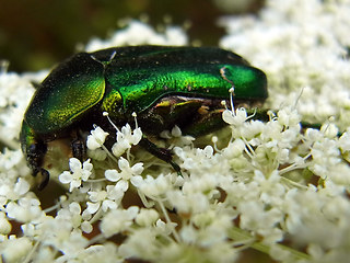 Cetonia aurata