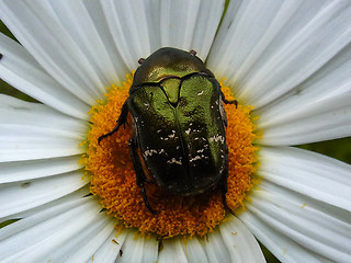 Cetonia aurata