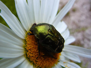 Cetonia aurata