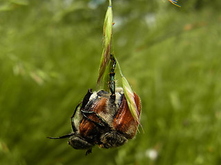 Chaetopteroplia segetum