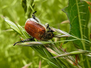 Chaetopteroplia segetum