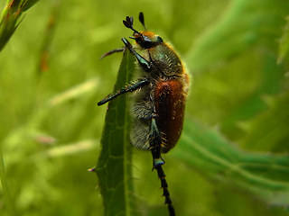 Chaetopteroplia segetum