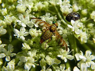 Chaetorellia succinea