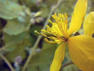 Chelidonium majus