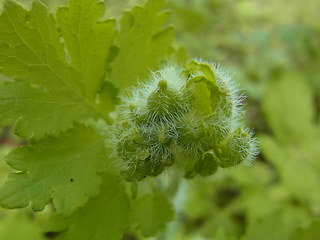 Chelidonium majus