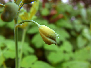 Chelidonium majus