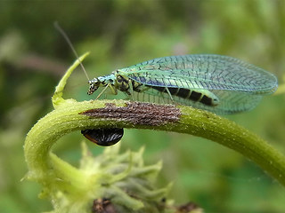 Chrysopa perla