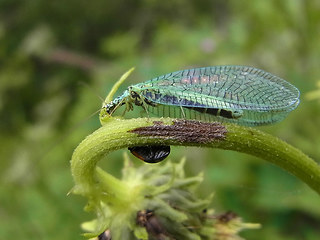 Chrysopa perla