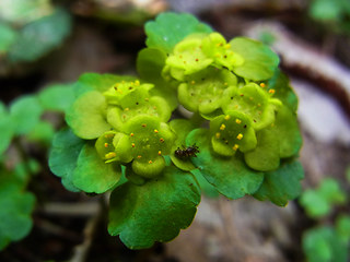 Chrysosplenium alternifolium 