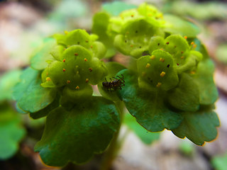 Chrysosplenium alternifolium 