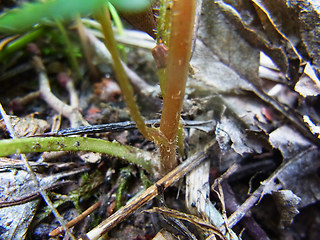 Chrysosplenium alternifolium 