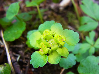 Chrysosplenium alternifolium 