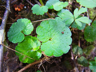 Chrysosplenium alternifolium 