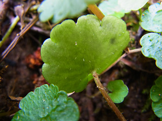 Chrysosplenium alternifolium 