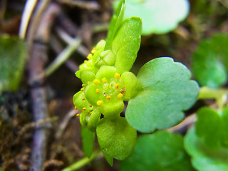 Chrysosplenium alternifolium 