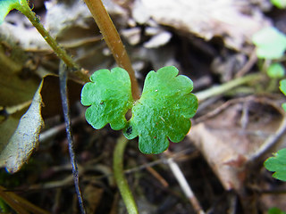 Chrysosplenium alternifolium 