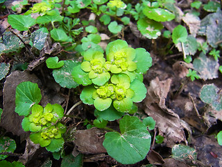 Chrysosplenium alternifolium 