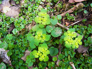 Chrysosplenium alternifolium 