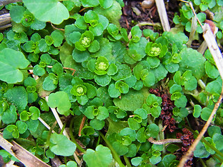 Chrysosplenium alternifolium 