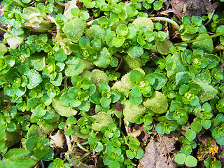 Chrysosplenium alternifolium 