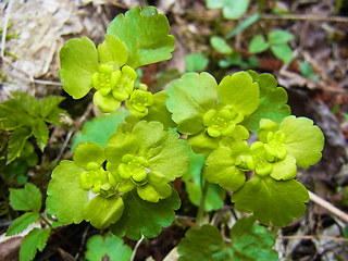 Chrysosplenium alternifolium 