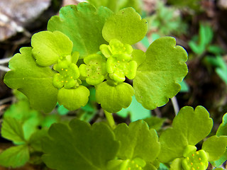 Chrysosplenium alternifolium 