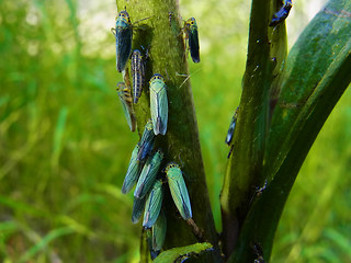 Cicadella viridis