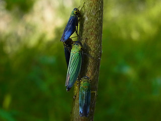 Cicadella viridis