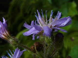 Cicerbita alpina