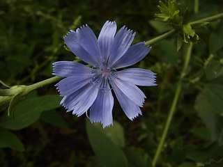 Cichorium intybus