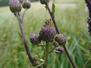 Cirsium arvense