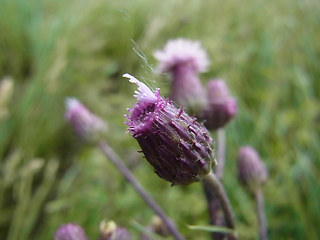 Cirsium arvense