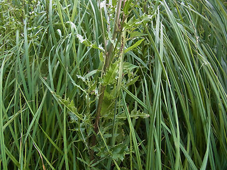 Cirsium arvense