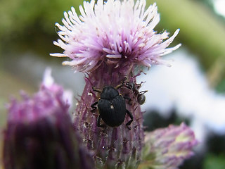 Cirsium arvense