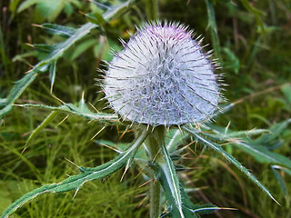 Cirsium eriophorum