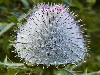 Cirsium eriophorum