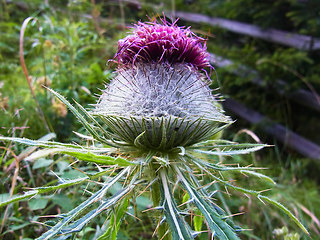 Cirsium eriophorum