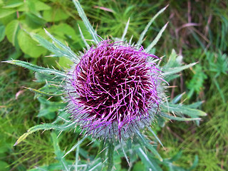 Cirsium eriophorum