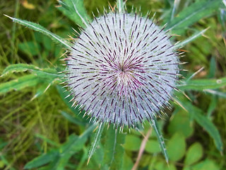 Cirsium eriophorum