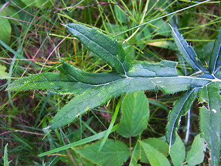 Cirsium eriophorum