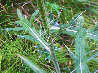 Cirsium eriophorum