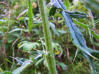 Cirsium eriophorum