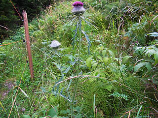 Cirsium eriophorum