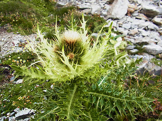 Cirsium spinosissimum