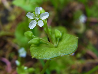 Claytonia perfoliata