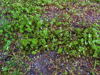 Claytonia perfoliata