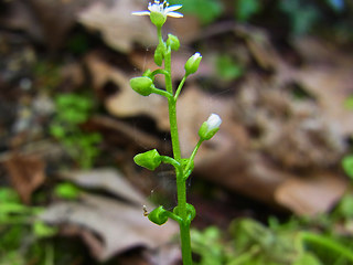 Claytonia perfoliata